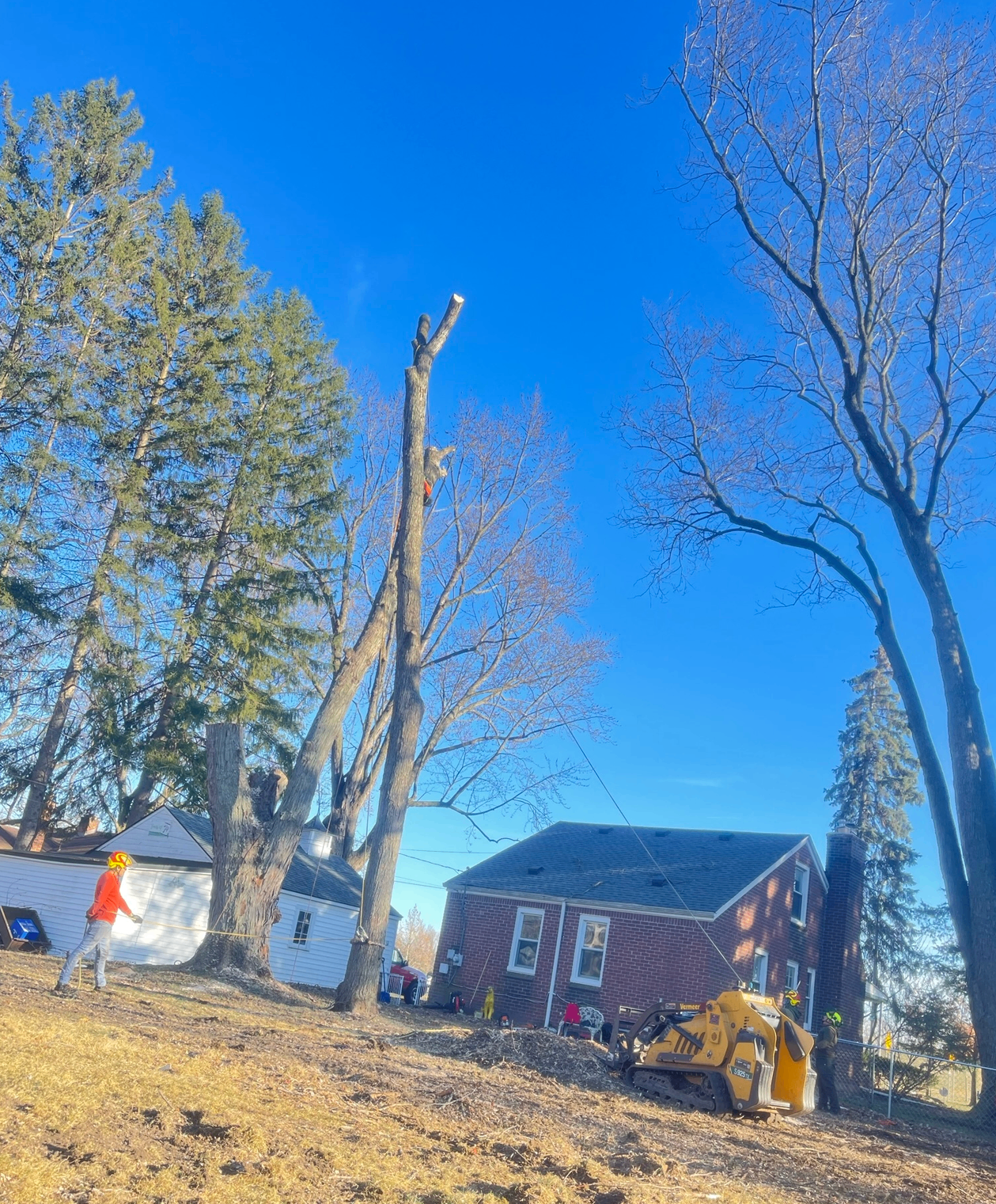 Alex Elite Tree Care | Tree Removal Oakland County MI
