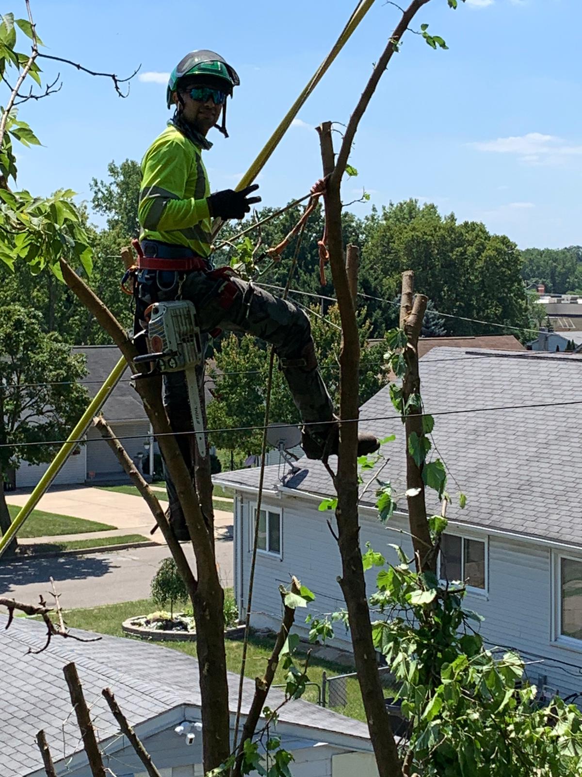 Alex Elite Tree Care | Tree Removal Oakland County MI